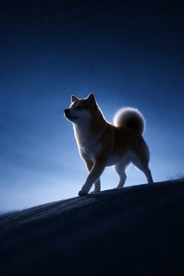 Shiba Inu Silhouette Under Night Sky Wallpaper
