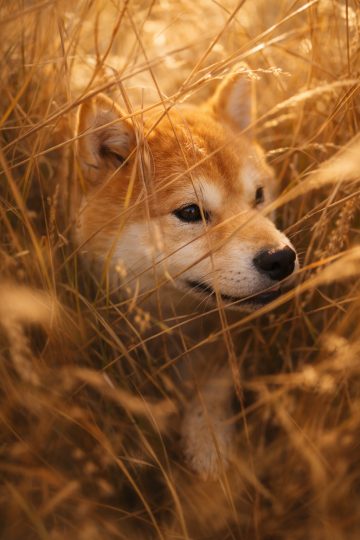 Shiba Inu Peeking Through Golden Grass at Sunset