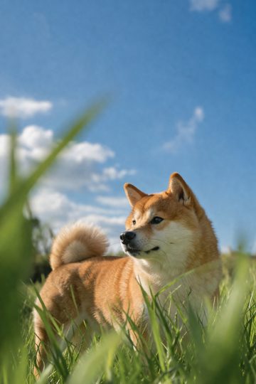 Shiba Inu Portrait in Grass Blue Sky Bokeh Wallpaper