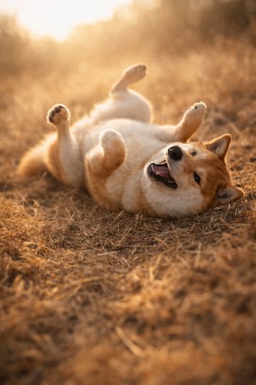 Shiba Inu Rolling Happily in Dry Grass Sunlight