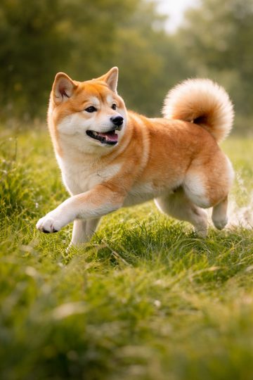 Shiba Inu Running in Green Meadow Wallpaper