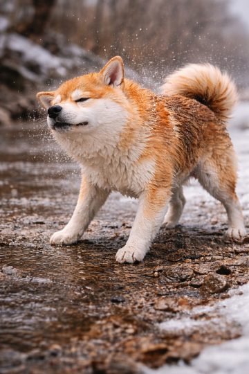 Shiba Inu Shaking Water Wet Fur Splash Wallpaper