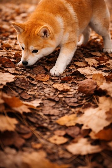 Shiba Inu Sniffing Autumn Leaves Forest Ground Wallpaper