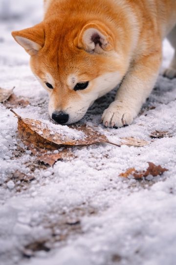 Shiba Inu Sniffing Leaf in Snow Close-Up Wallpaper