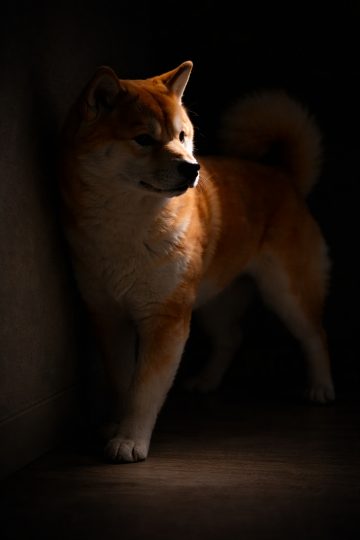 Shiba Inu Standing in Dark Studio Light Wallpaper