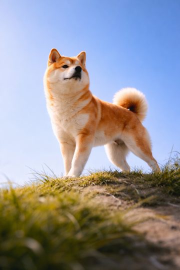 Shiba Inu Standing on Hill Blue Sky Low Angle Wallpaper