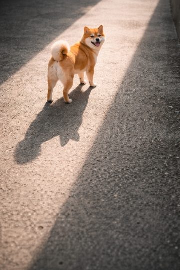 Shiba Inu Standing with Long Shadow Minimal Ground Wallpaper