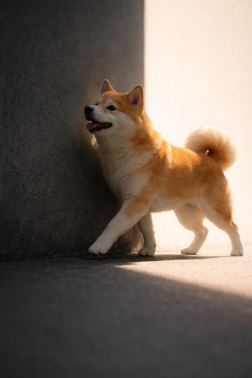 Shiba Inu Walking Between Light and Shadow Minimal Wall Wallpaper