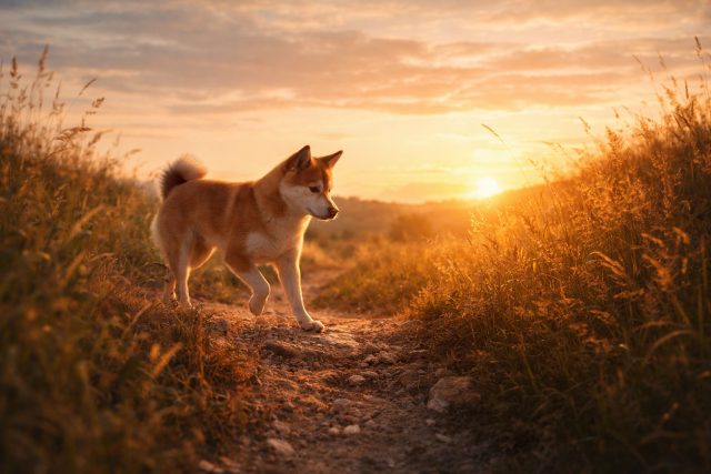 Shiba Inu Walking Along Sunset Path Wallpaper
