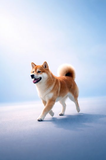 Shiba Inu Walking on Minimal Blue Background Wallpaper