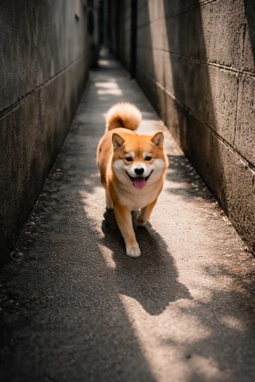Shiba Inu Walking Through Narrow Alley Light and Shadow
