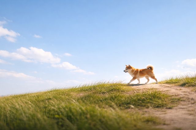 Shiba Inu Walking Ridge Open Sky Wide Landscape Wallpaper