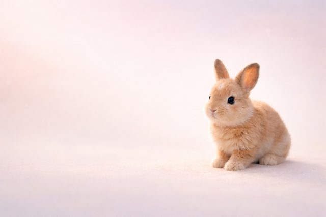 Soft Light Bunny Minimal Portrait