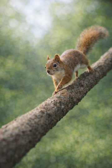 Squirrel Climbing Along Diagonal Tree Branch Wallpaper