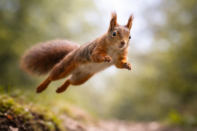 Squirrel Jumping Forward Through Forest Light Wallpaper
