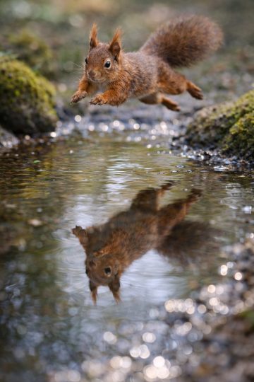Squirrel Leaping Over Forest Stream Wallpaper