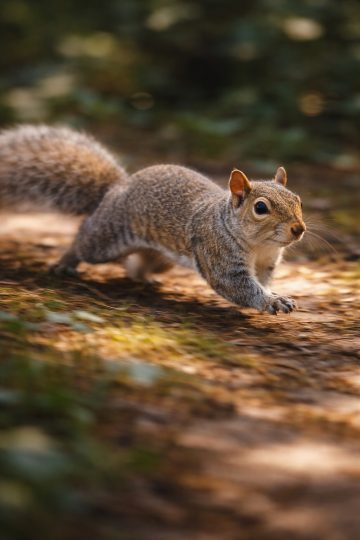 Squirrel Running Across Forest Floor Wallpaper