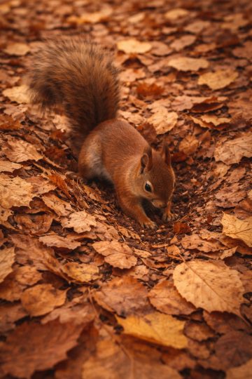 Squirrel Foraging in Autumn Leaves Wallpaper
