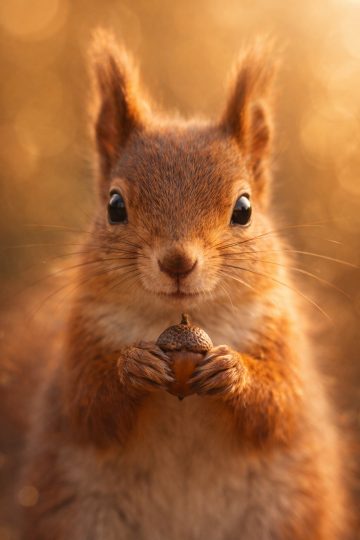 Squirrel Holding Acorn Close Up Autumn Wallpaper