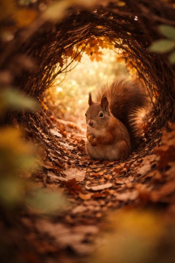 Squirrel Sitting in Leaf Tunnel Nest Wallpaper