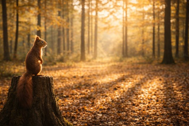 Squirrel Standing on Tree Stump in Autumn Forest Wallpaper
