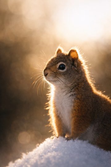 Squirrel Close Up with Golden Backlight Wallpaper