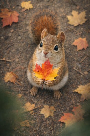 Squirrel Holding Autumn Leaf Close Up Wallpaper