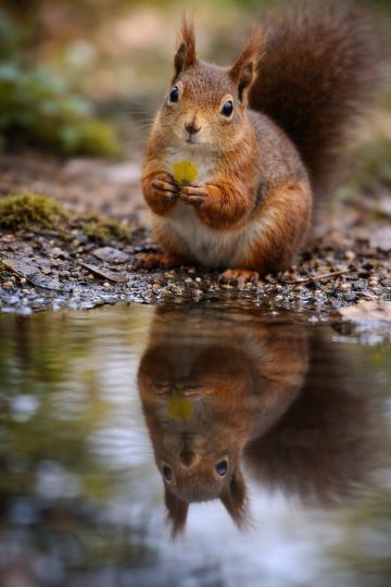 Squirrel Close Up with Reflection in Water Wallpaper