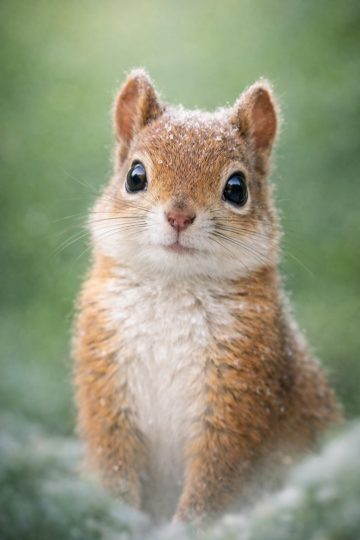 Squirrel Front Portrait in Snow Wallpaper