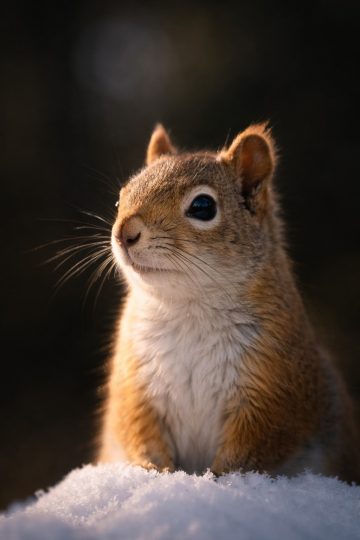 Squirrel Close Up in Soft Snow Light Wallpaper