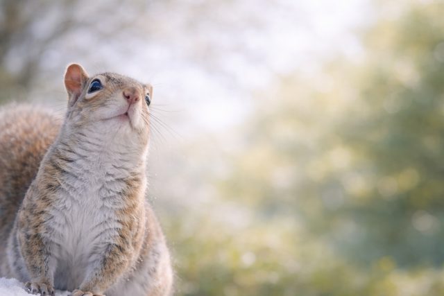 Squirrel Close Up with Soft Bokeh Background Wallpaper