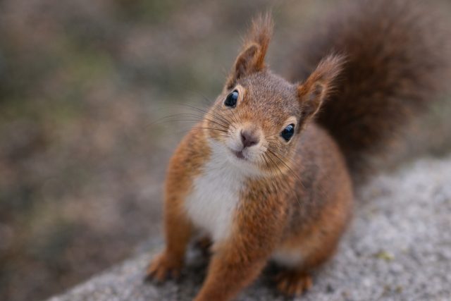 Curious Squirrel Close Up with Tilted Head Wallpaper