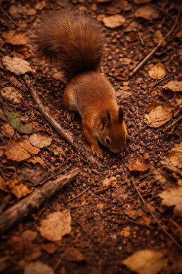 Squirrel on Forest Floor with Autumn Leaves Wallpaper