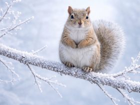 a squirrel sitting on a snow covered branch with delicate frost details and a soft cold background