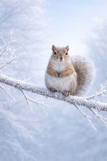 Squirrel on Frosty Branch Winter Wallpaper