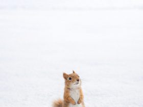 a small squirrel standing alone in a vast snowy field with soft minimal composition and gentle winter light