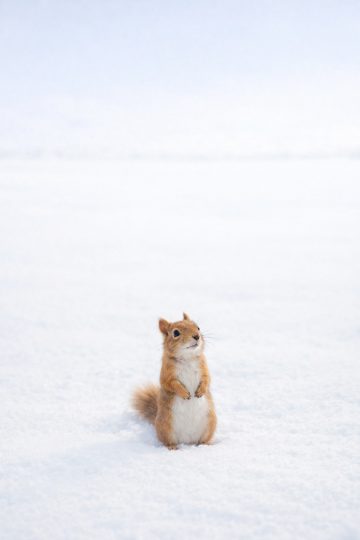 Squirrel in Minimal Snow Field Wallpaper