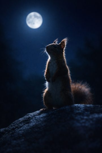 Squirrel Silhouette Under Moonlight on Rock Wallpaper