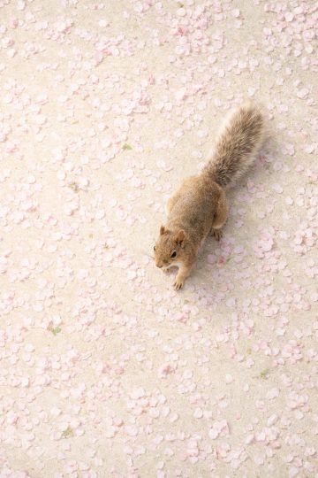 Squirrel on Petal Covered Ground Minimal Spring Wallpaper