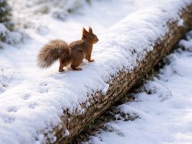 a squirrel walking along a snow covered log with soft winter sunlight and natural forest details