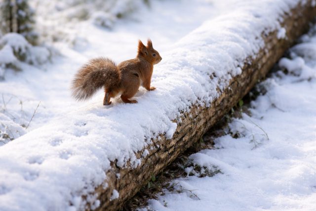 Squirrel on Snow Covered Log Winter Wallpaper