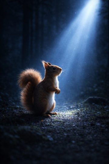 Squirrel in Forest Spotlight Night Wallpaper
