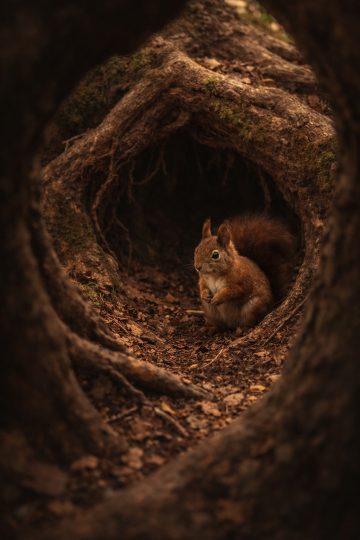 Squirrel in Tree Hollow Dark Forest Wallpaper