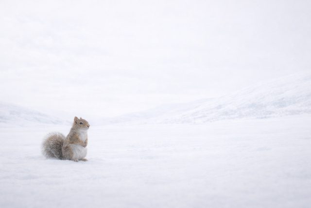 Squirrel in Wide Snow Landscape Wallpaper