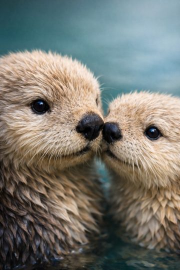 Two Otters Close-Up Nose Touch Cute Moment Wallpaper